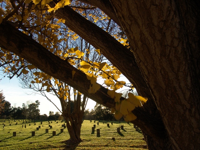 gingko trees and graves