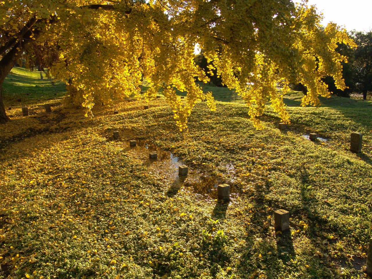Gingko tree in glory at Vicksburg National Cemetery December 7, 2004