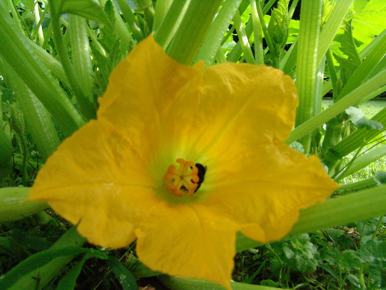 Squash Flower